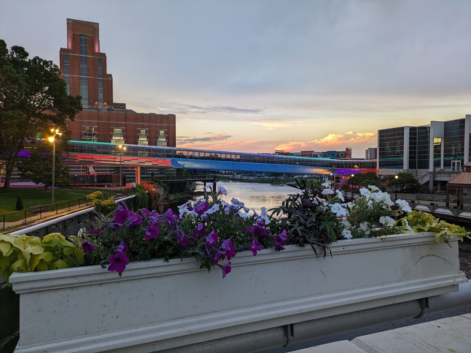 The Lansing Center pedestrian bridge at sunset, seen lit up blue and red behind flowers on the Michigan Avenue bridge