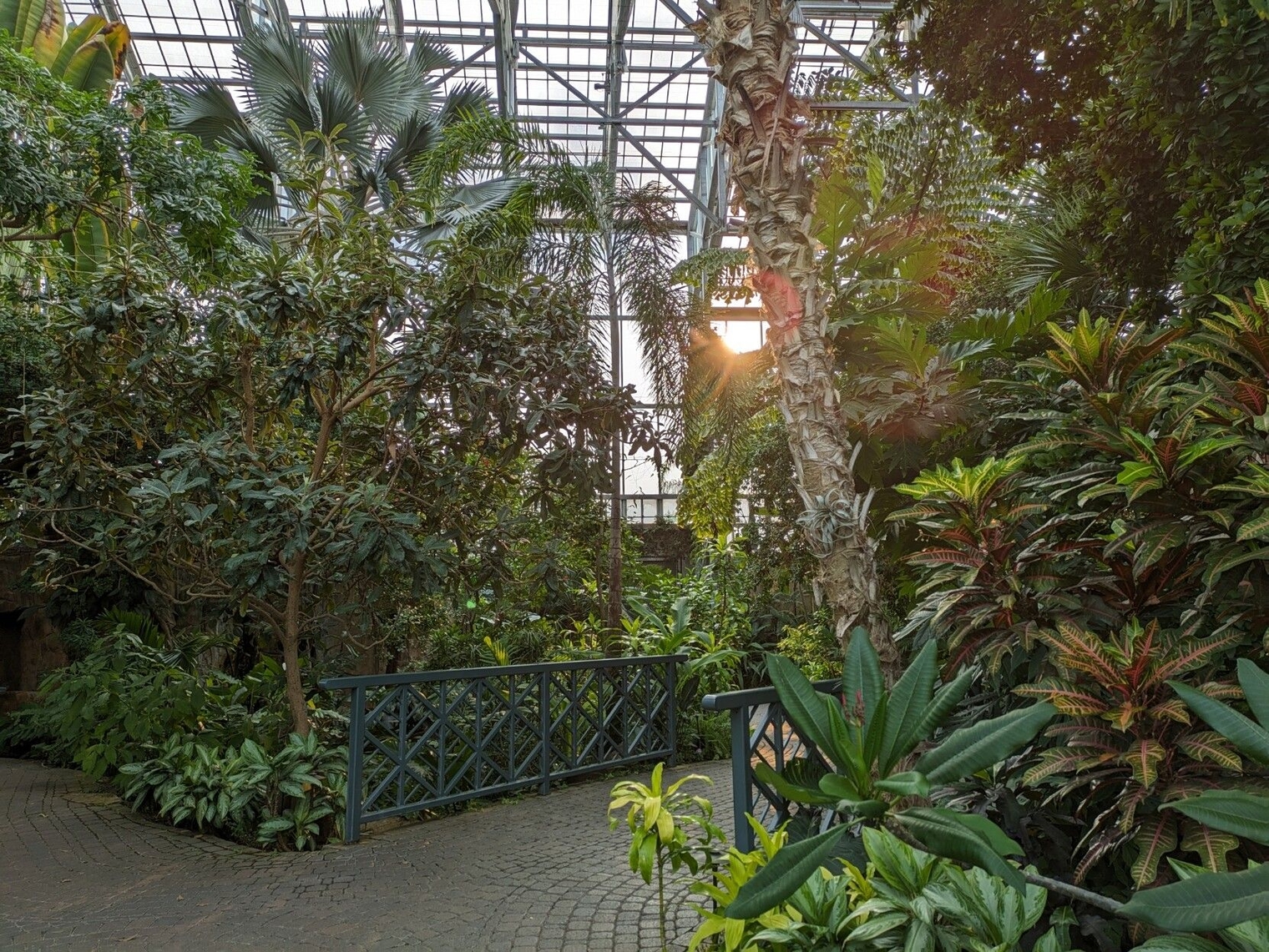 Evening sun shining through the ceiling with tons of plants below