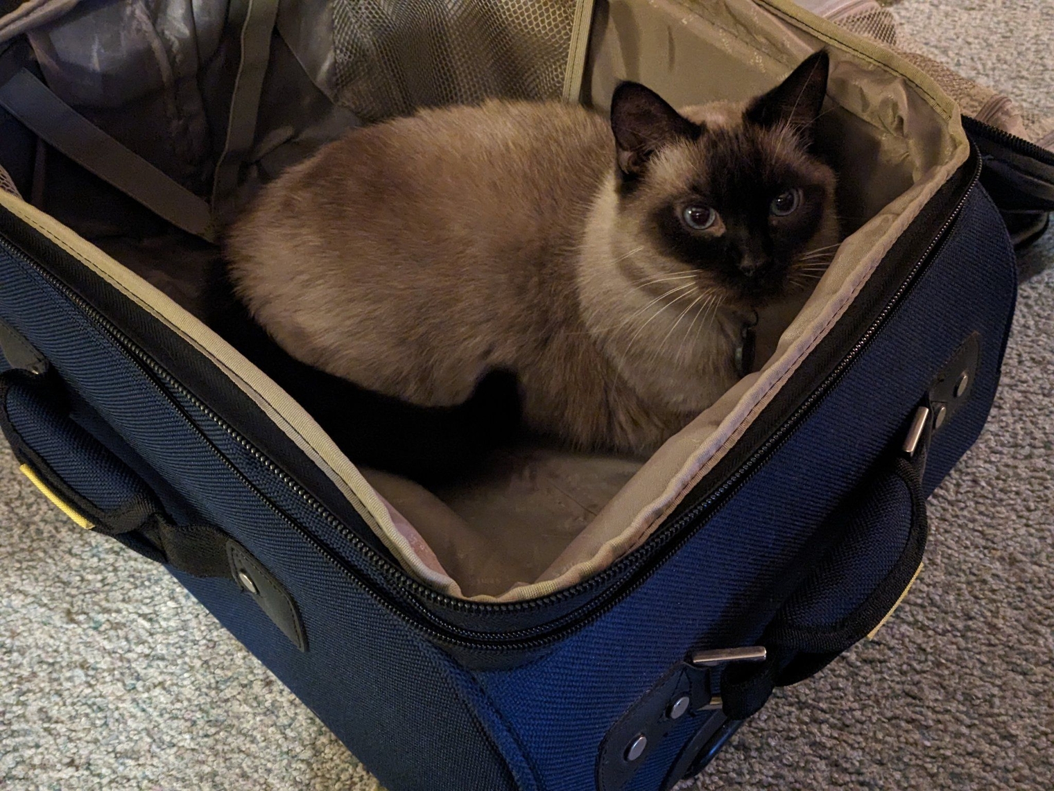 The family cat in my empty suitcase