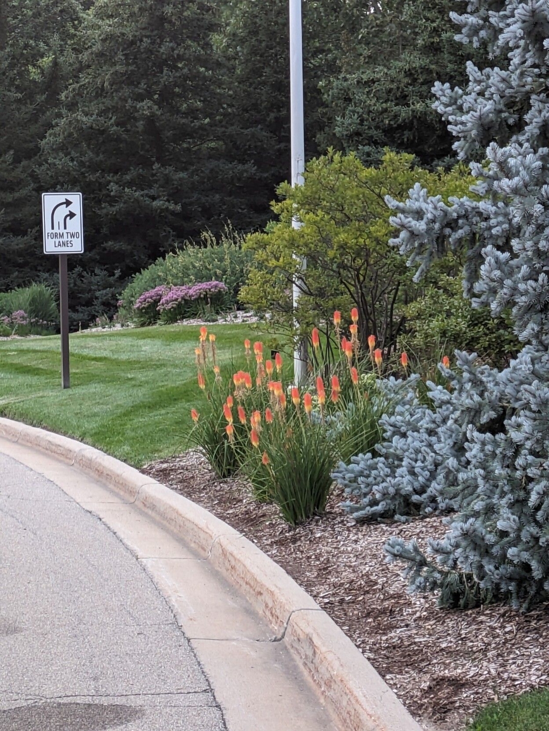 Flowers planted right up against the curb along the entrance roads to the gardens